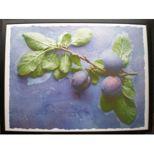 Kunstdruck "Bob Stone Michael Woodward - Plums From The Garden At Springhouse"